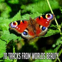 70 Tracks from Worlds Beauty