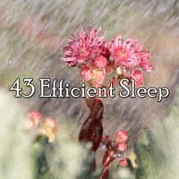 43 Efficient Sle - EP