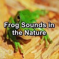 Frog Sounds in the Nature