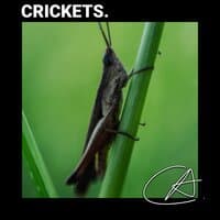 Relaxing Crickets