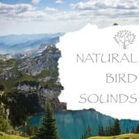 Natural Bird Sounds