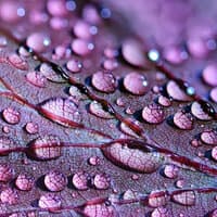 2020 May Soothing Nature Rain Tracks