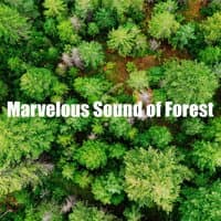 Marvelous Sound of Forest