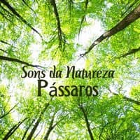 Sons da Natureza: Pássaros