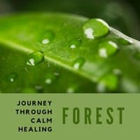 Journey Through Calm Healing Forest – Beautiful Nature Forest Sounds, Calm Healing Background Music, Find Inner Mystic Tranquility