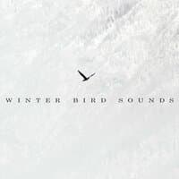 Winter Bird Sounds