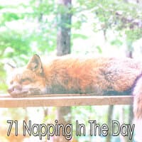 71 Napping in the Day