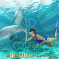 Dolphine