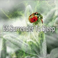 65 Surrender to Sle - EP