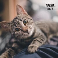 4 Paws, Sleeping Music for Dogs and Cats Session 15