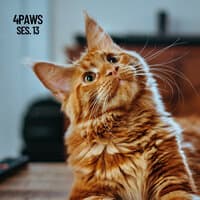 4 Paws, Sleeping Music for Dogs and Cats Session 13