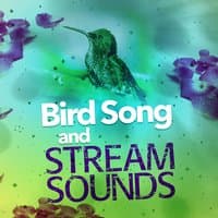 Bird Song and Stream Sounds