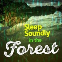 Sleep Soundly in the Forest