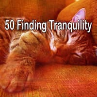 50 Finding Tranquility