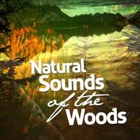 Natural Sounds of the Woods