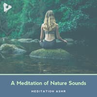 A Meditation of Nature Sounds