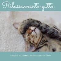 Rilassamento gatto: Rimedio rilassante antistress per gatti