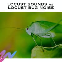 Locust Sounds and Locust Bug Noise