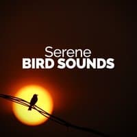 Serene Bird Sounds