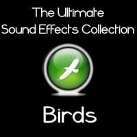 Ultimate Sound Effects Collection - Birds