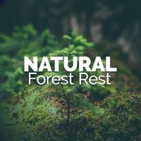 Natural Forest Rest