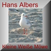 Kleine Weiße Möwe