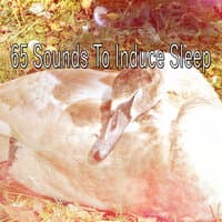 65 Sounds to Induce Sle - EP