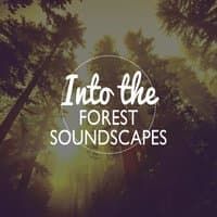 Into the Forest - Soundscapes