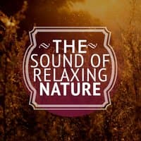 The Sound of Relaxing Nature