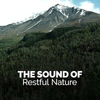 The Sound of Restful Nature