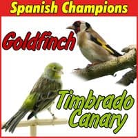 Timbrado Canary and Goldfinch, Spanish Champions