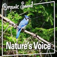 Nature's Voice