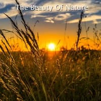 The Beauty Of Nature