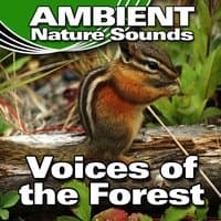 Voices of the Forest (Nature Sounds)