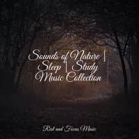 Sounds of Nature | Sleep | Study Music Collection