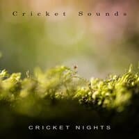 Cricket Nights