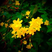 Flowers of the Floating World: WINTER ~ Winter Jasmine 冬