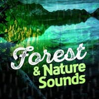 Forest & Nature Sounds