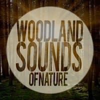 Woodland Sounds of Nature