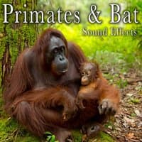 Primates & Bat Sound Effects