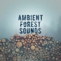 Ambient Forest Sounds