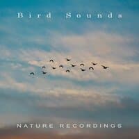 Nature Recordings