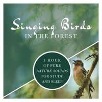 Singing Birds in the Forest: 1 Hour of Pure Nature Sounds for Study and Sleep