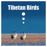 Tibetan Birds: Nature Sounds for Meditation