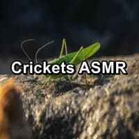 Crickets ASMR