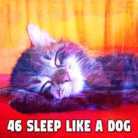 46 Sleep Like a Dog