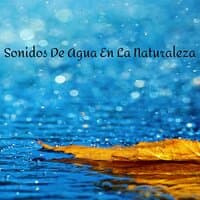 Sonidos De Agua En La Naturaleza