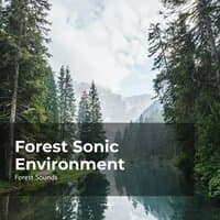 Forest Sonic Environment