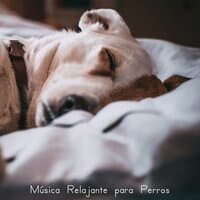 Música Relajante para Perros