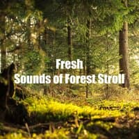 Fresh Sounds of Forest Stroll